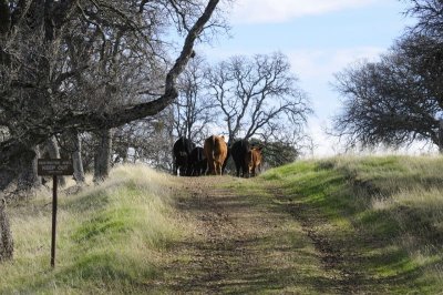 The cows were keeping us off this trail