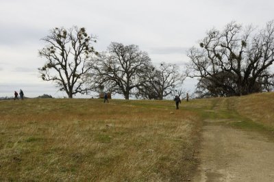 Along the ridge