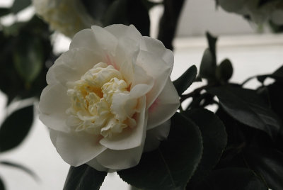 Camellia