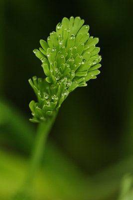 Sprouting Poppy Leaves