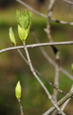 A Sign of Spring, III