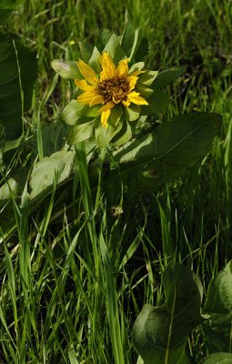 Mule Ear