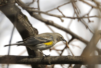 A Yellow Rumped Warbler with Lunch