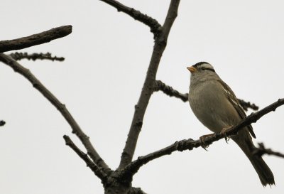 White Crowned Sparrow