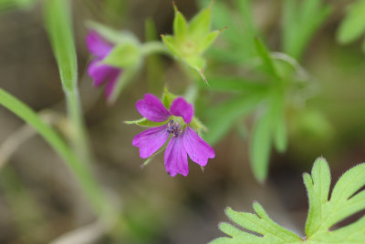 A little Wildflower