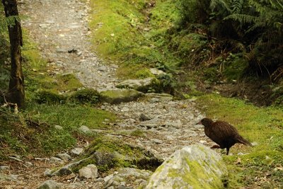 Weka on the Milford Track