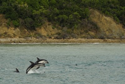 Fun Dusty Dolphins