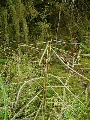 Juevenile Lancewood tree