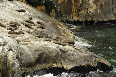 Seals along the Milford Sound