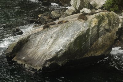 More Seals on the Milford Sound