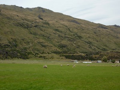 Sheep after lunch