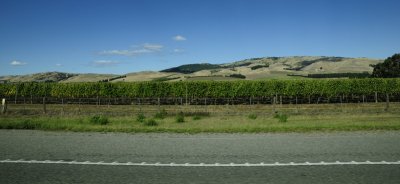 Vineyards on our drive to Kaikoura