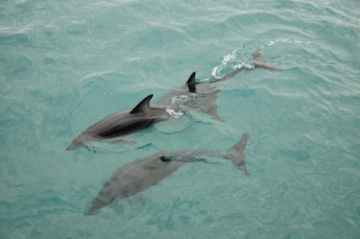 Dusty Dolphins