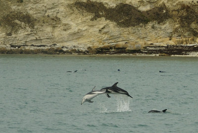 Jumping Dolphins