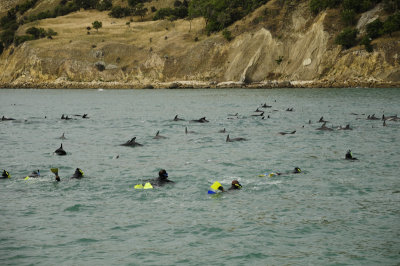 Dolphin Encounters
