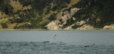 Jumping Dolphins
