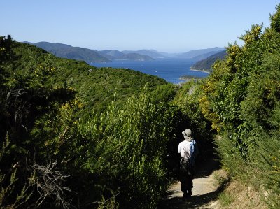 Queen Charlotte Sound from the Snout Track