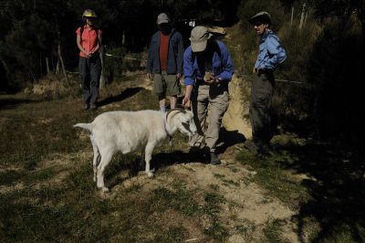 Feeding Nanny the Goat