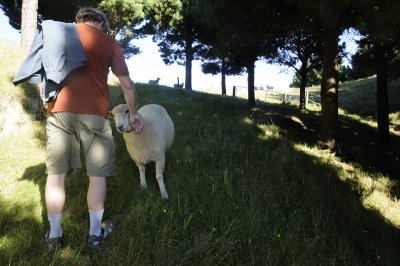 John and the gentle Sheep