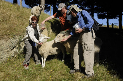 Feedng the Sheep