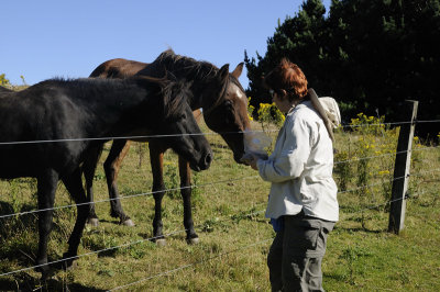 Susan Feeding the Horses