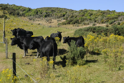 The Cows and Ferdinand the  black bull