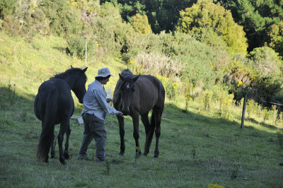 Susan Feeding the Horses