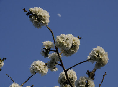 Cherry blossoms and the Quarter Moon