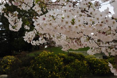 Cherry Blossoms