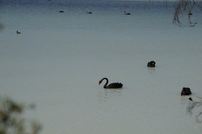 Rotorua - Black Swans at Sulpher point on Lake Rotorua