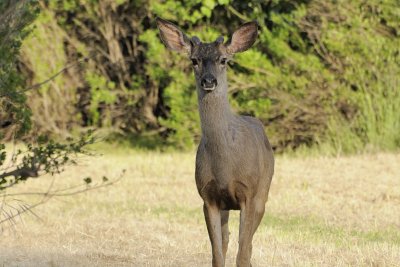 Deer Stubs