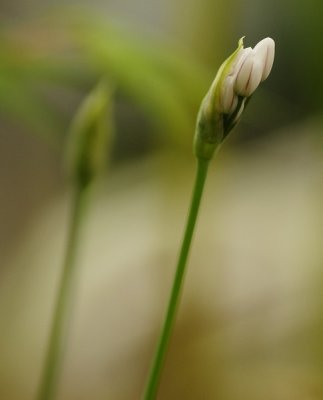 Bursting Onion Flowers