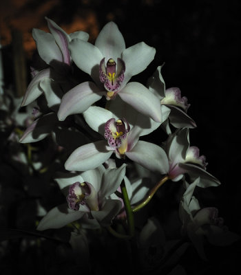 Cymbidiums