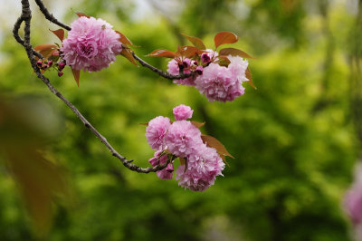 Cherry blossoms