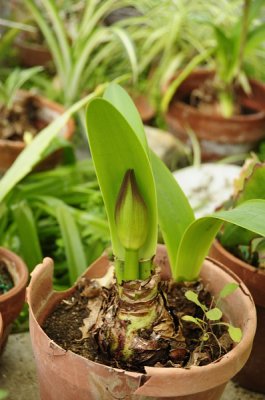 Future Amaryllis flowers