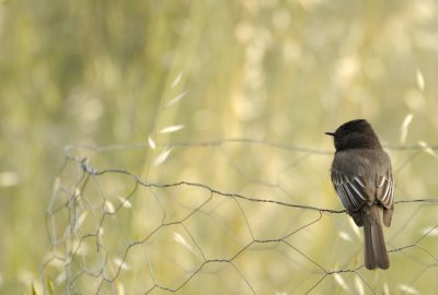 Black Phoebe