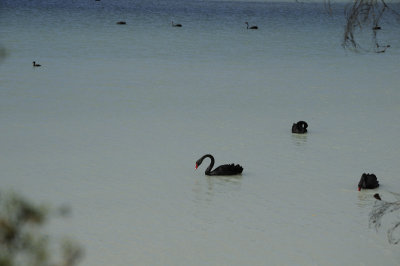 Black Swans