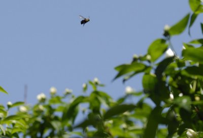 Loitering Carpenter Bee