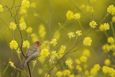 Spring Time Finch