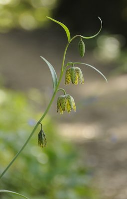 Mission Bells