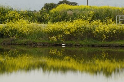 Spring Reflection