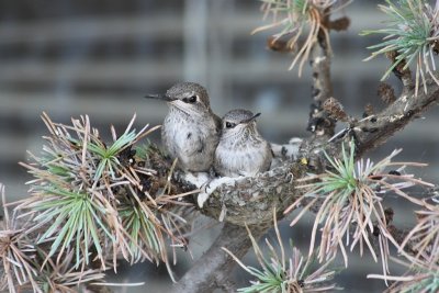 A crowded nest