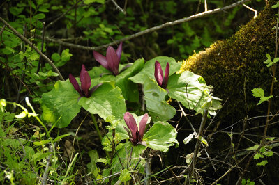 Giant Trilliums
