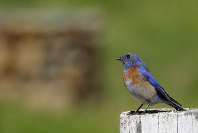 Western Bluebird