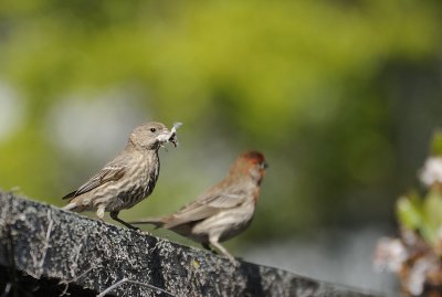 Working on the Nest