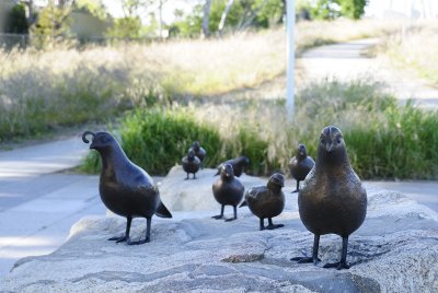Quail Family