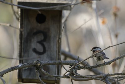 Chestnut-Back Chickadee