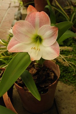 Amaryllis