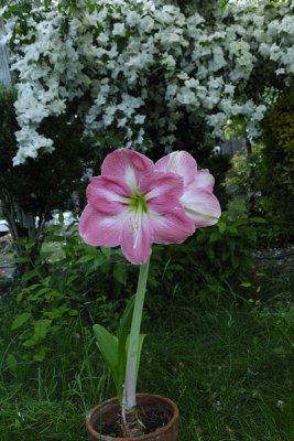 Amaryllis