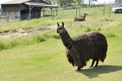 The gentle Llama